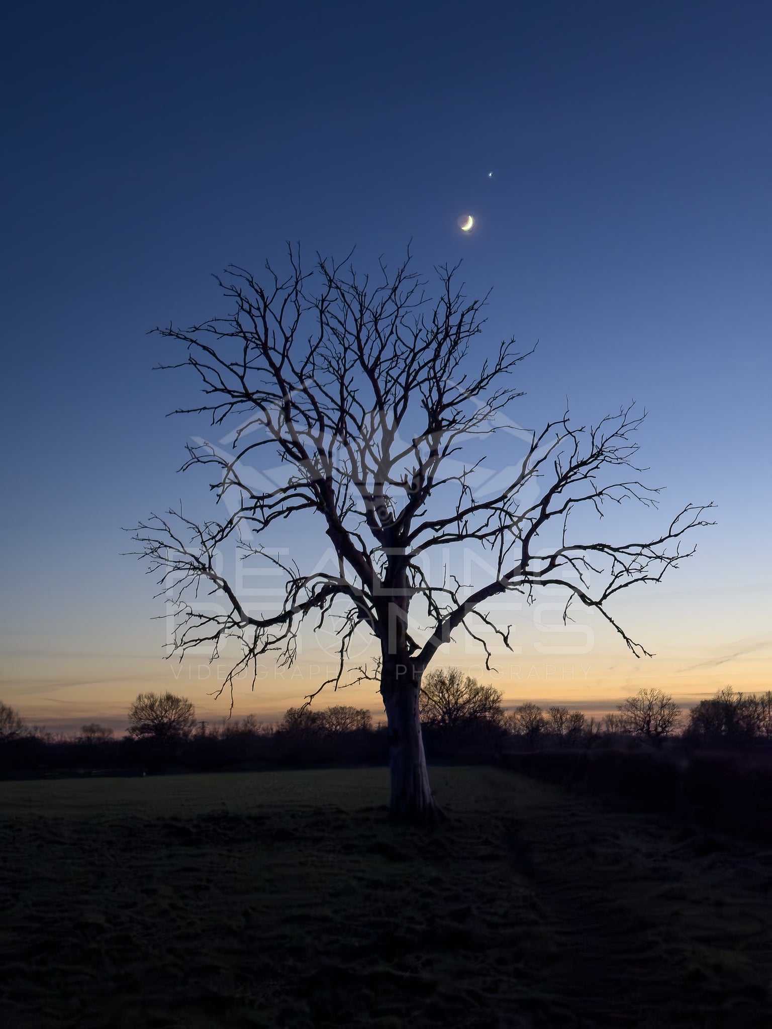 Sycamore tree